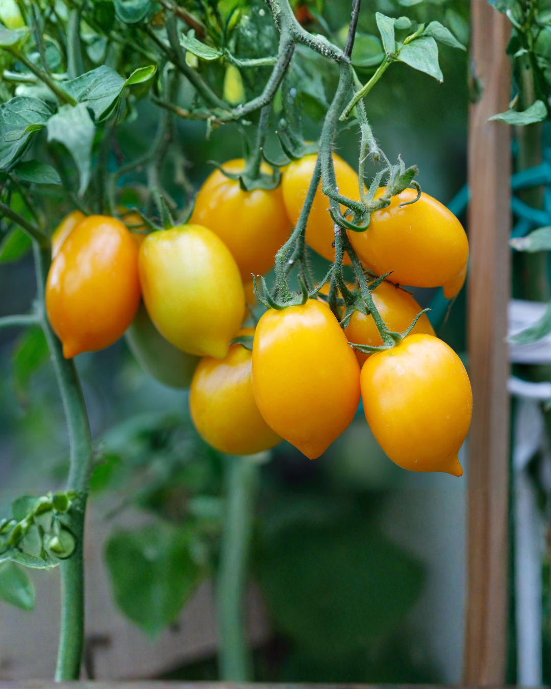 Cheesecake al Pistacchio